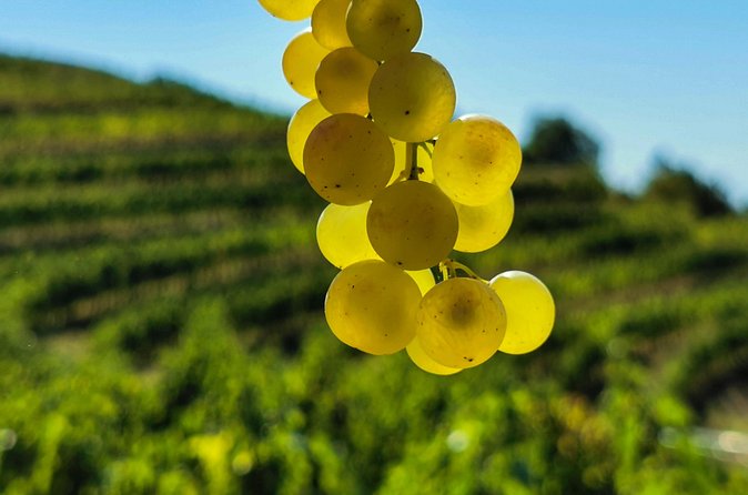 Wine Degustation in the Heart of Slovenian Istria - Natalia’s role in making the visit personal