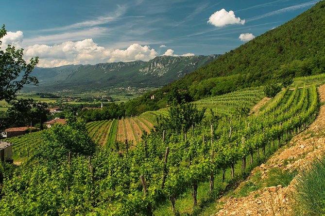 Wine Tasting with Cold Cuts - Finding Vina Poljšak in Gradišče pri Vipavi